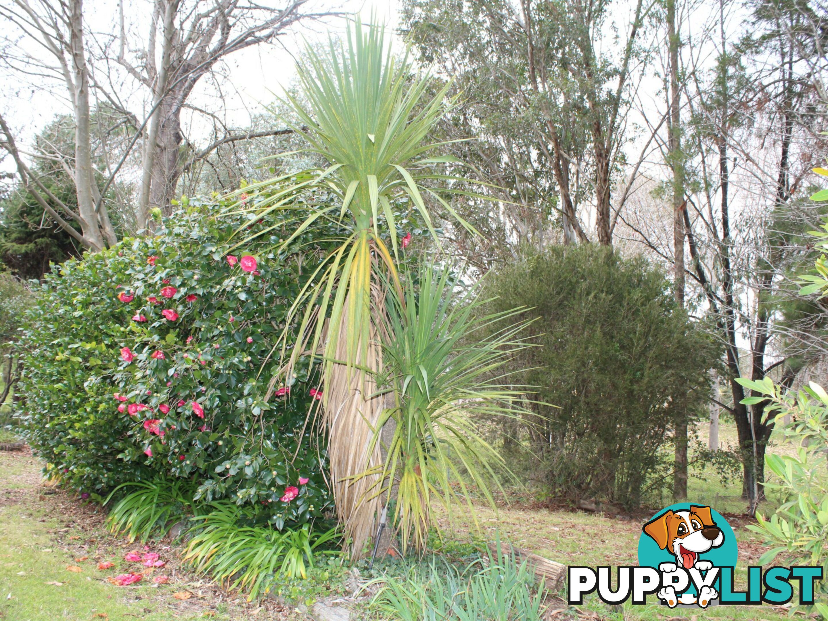 12 Hawkins Lane GLENCOE NSW 2365