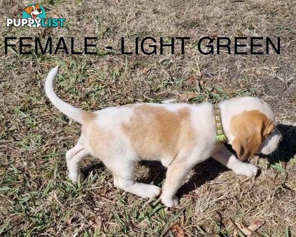 PUREBRED BEAGLE PUPPIES FOR SALE