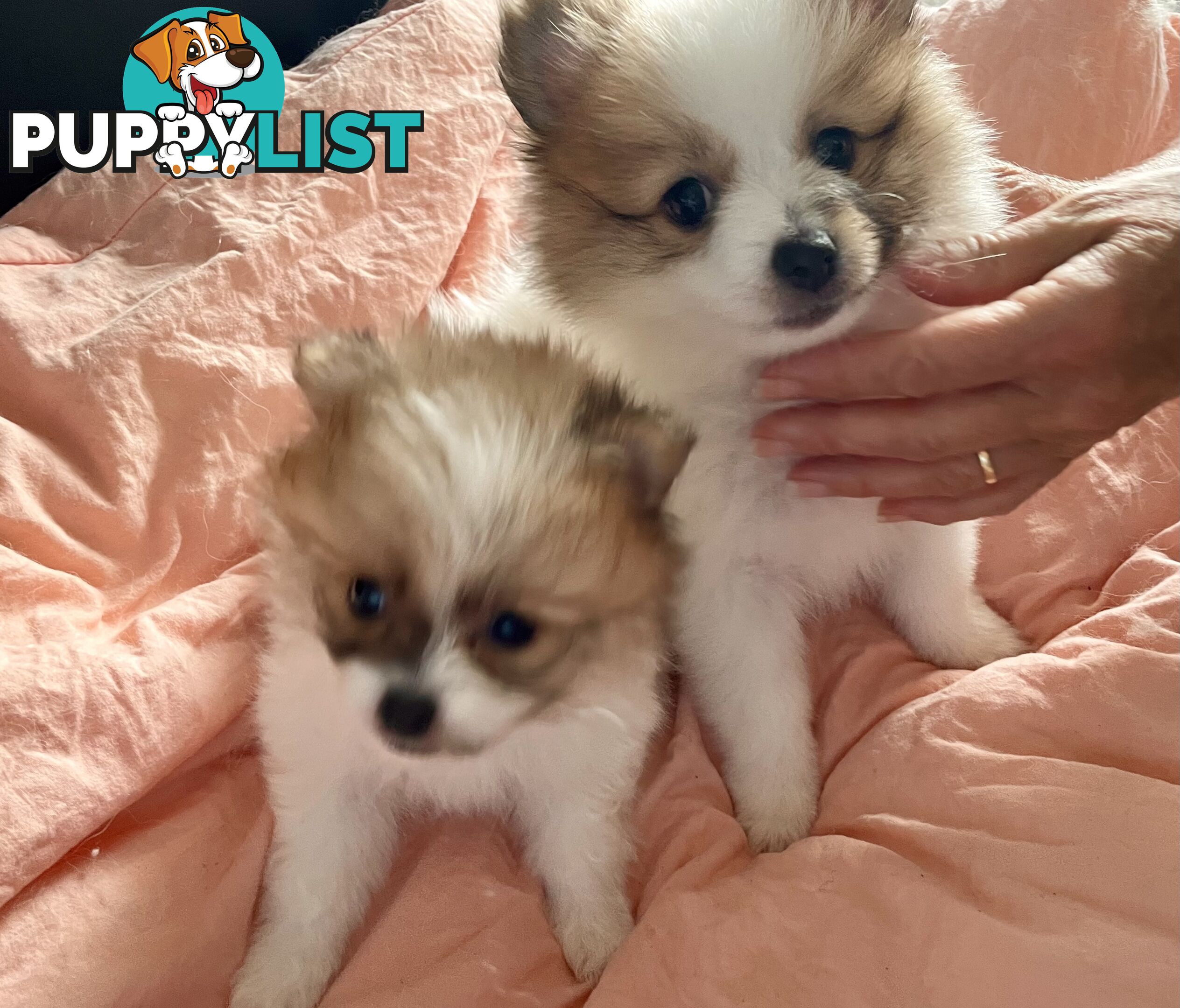 Purebred Pomeranian puppies for loving home