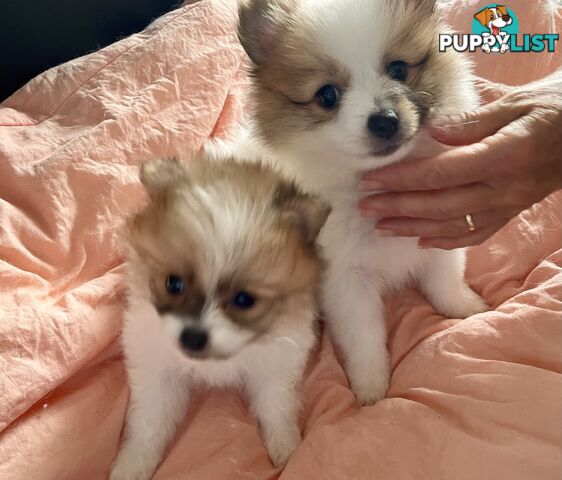 Purebred Pomeranian puppies for loving home