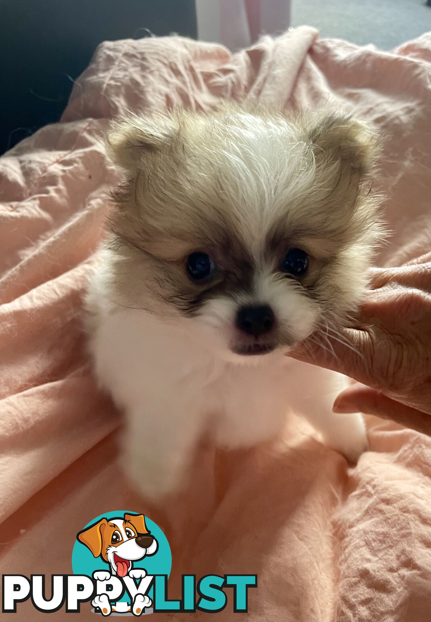 Purebred Pomeranian puppies for loving home