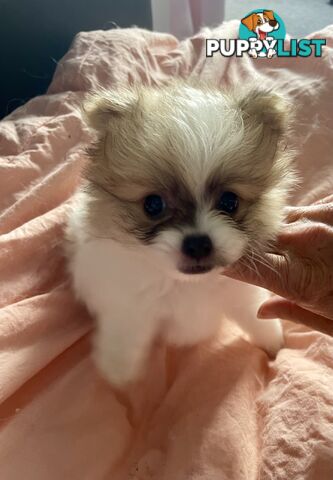 Purebred Pomeranian puppies for loving home