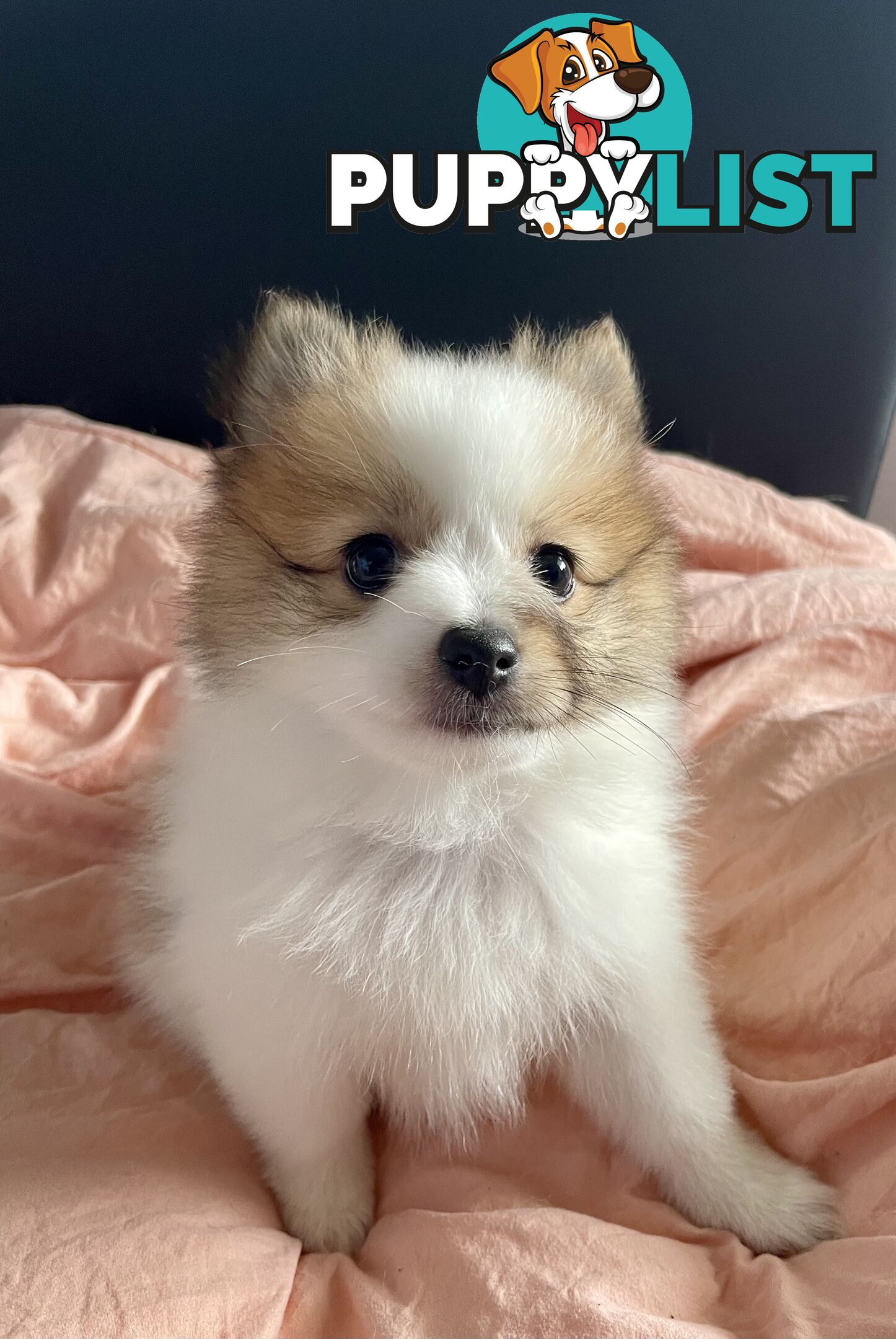 Purebred Pomeranian puppies for loving home