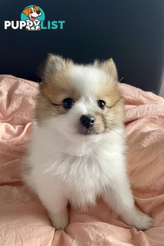 Purebred Pomeranian puppies for loving home