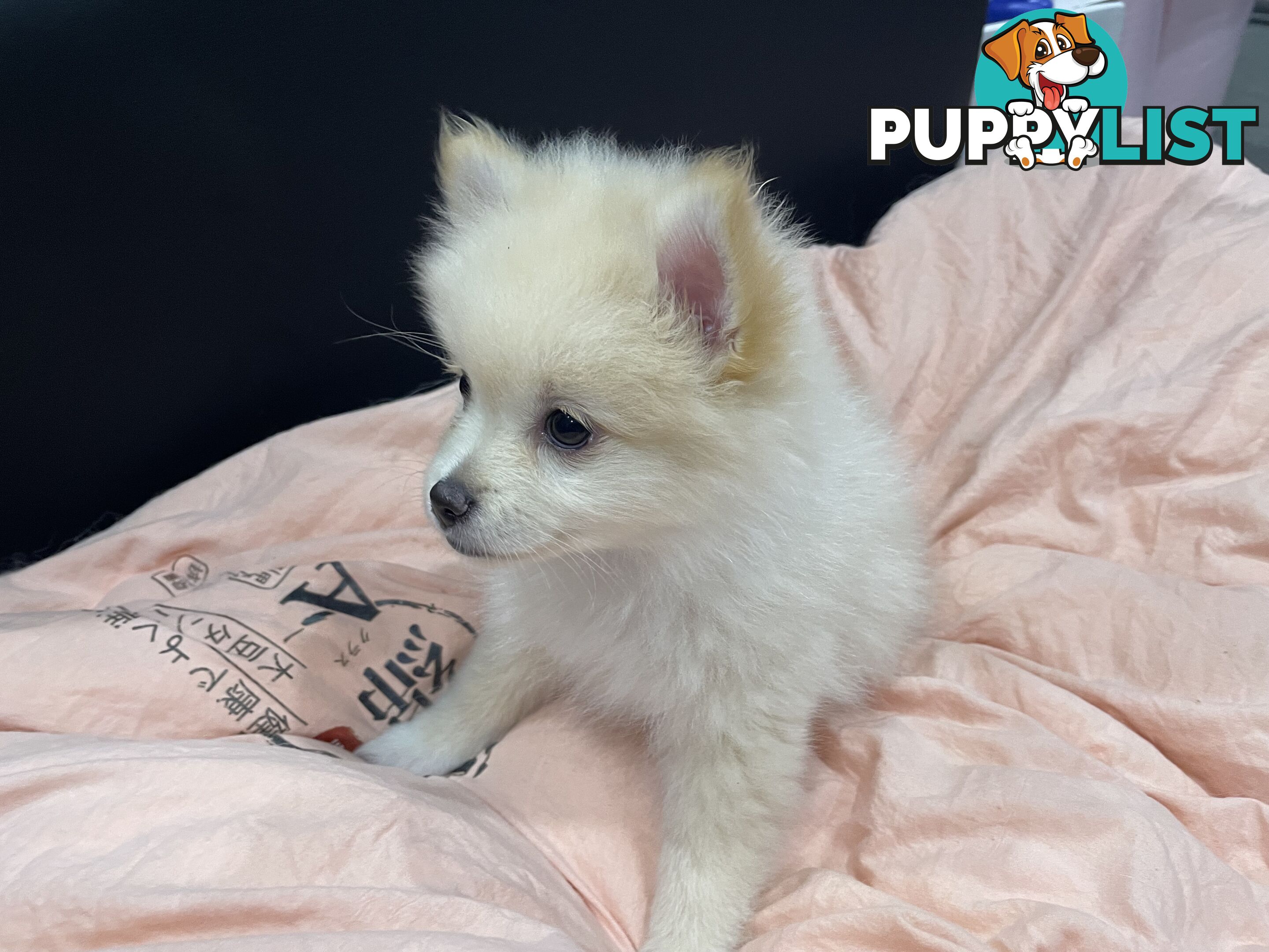 Purebred Pomeranian puppies for loving home