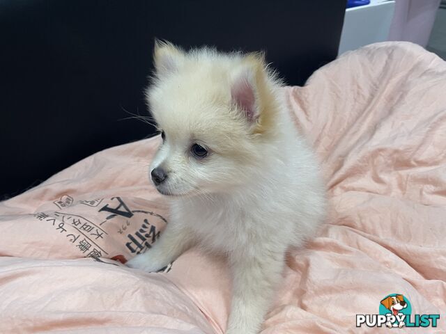 Purebred Pomeranian puppies for loving home