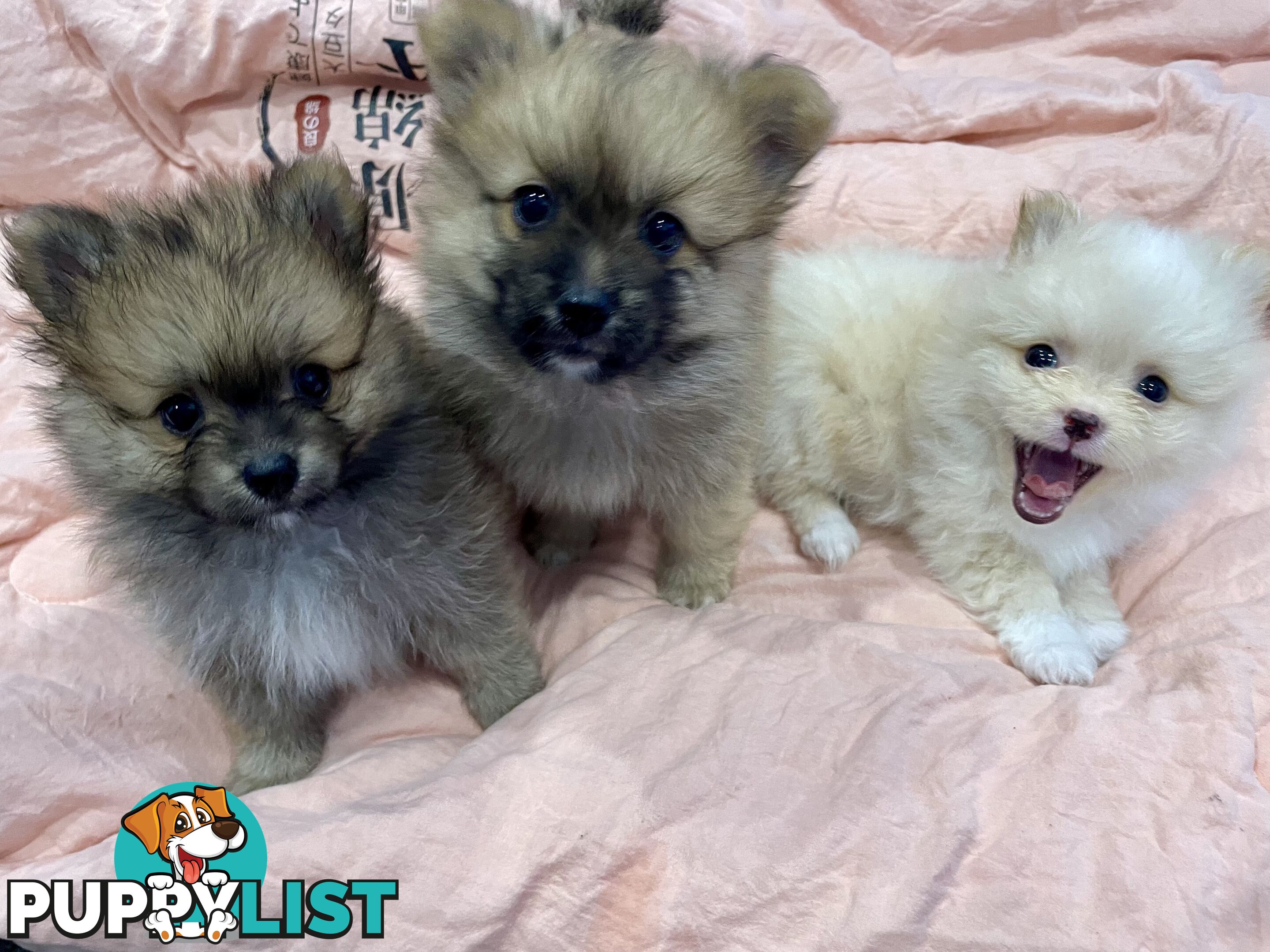 Purebred Pomeranian puppies for loving home