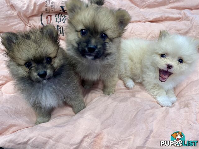 Purebred Pomeranian puppies for loving home