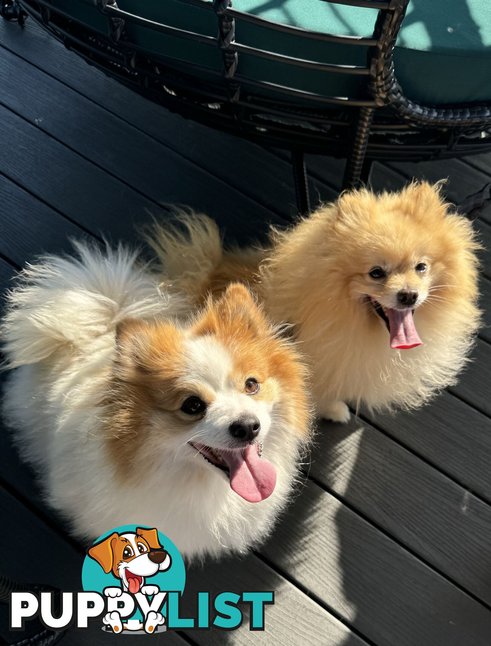 Purebred Pomeranian puppies for loving home