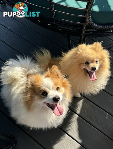 Purebred Pomeranian puppies for loving home