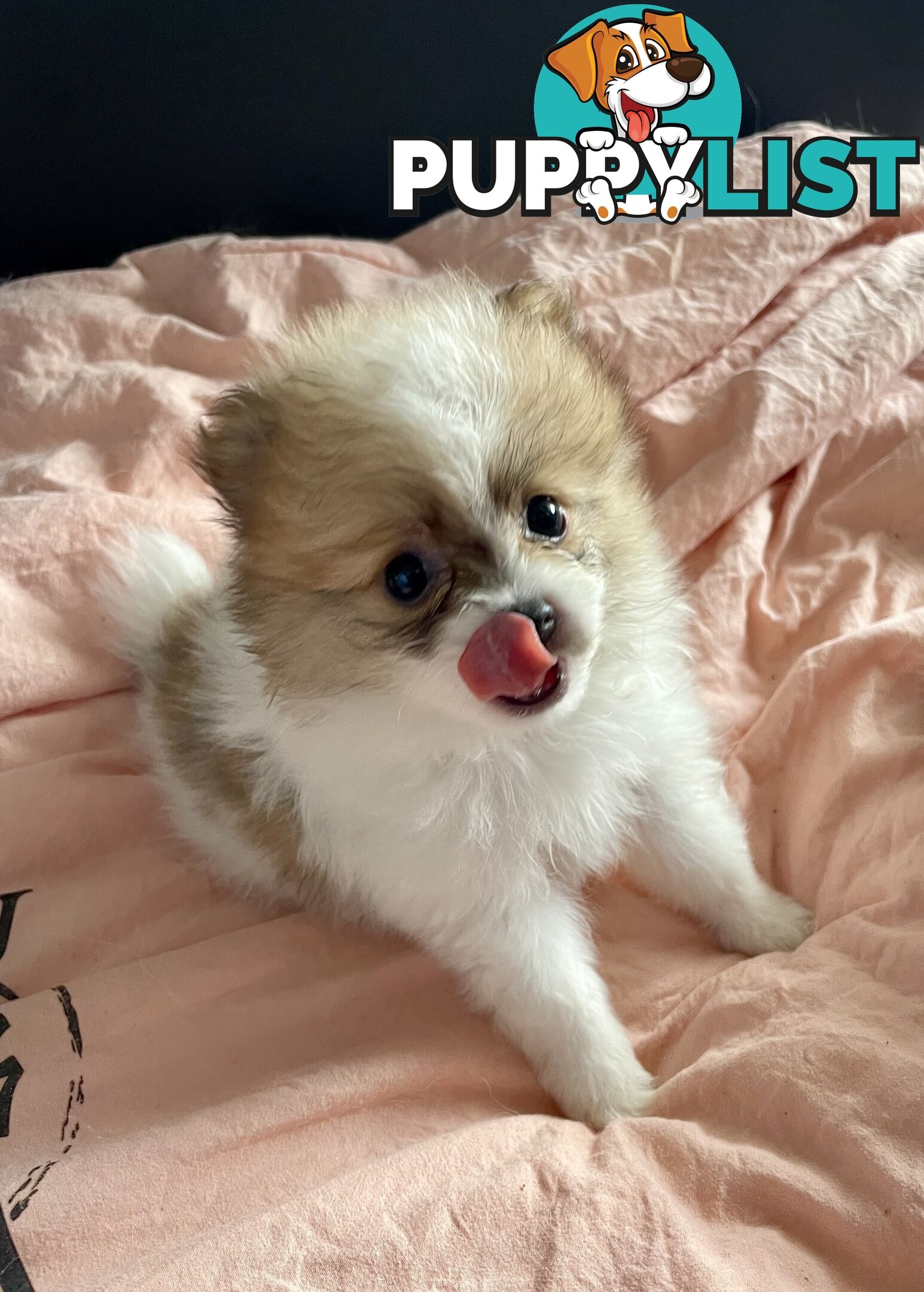 Purebred Pomeranian puppies for loving home