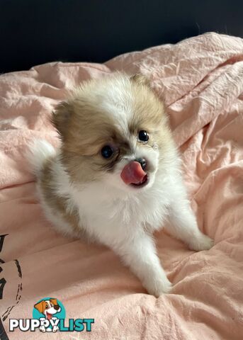 Purebred Pomeranian puppies for loving home