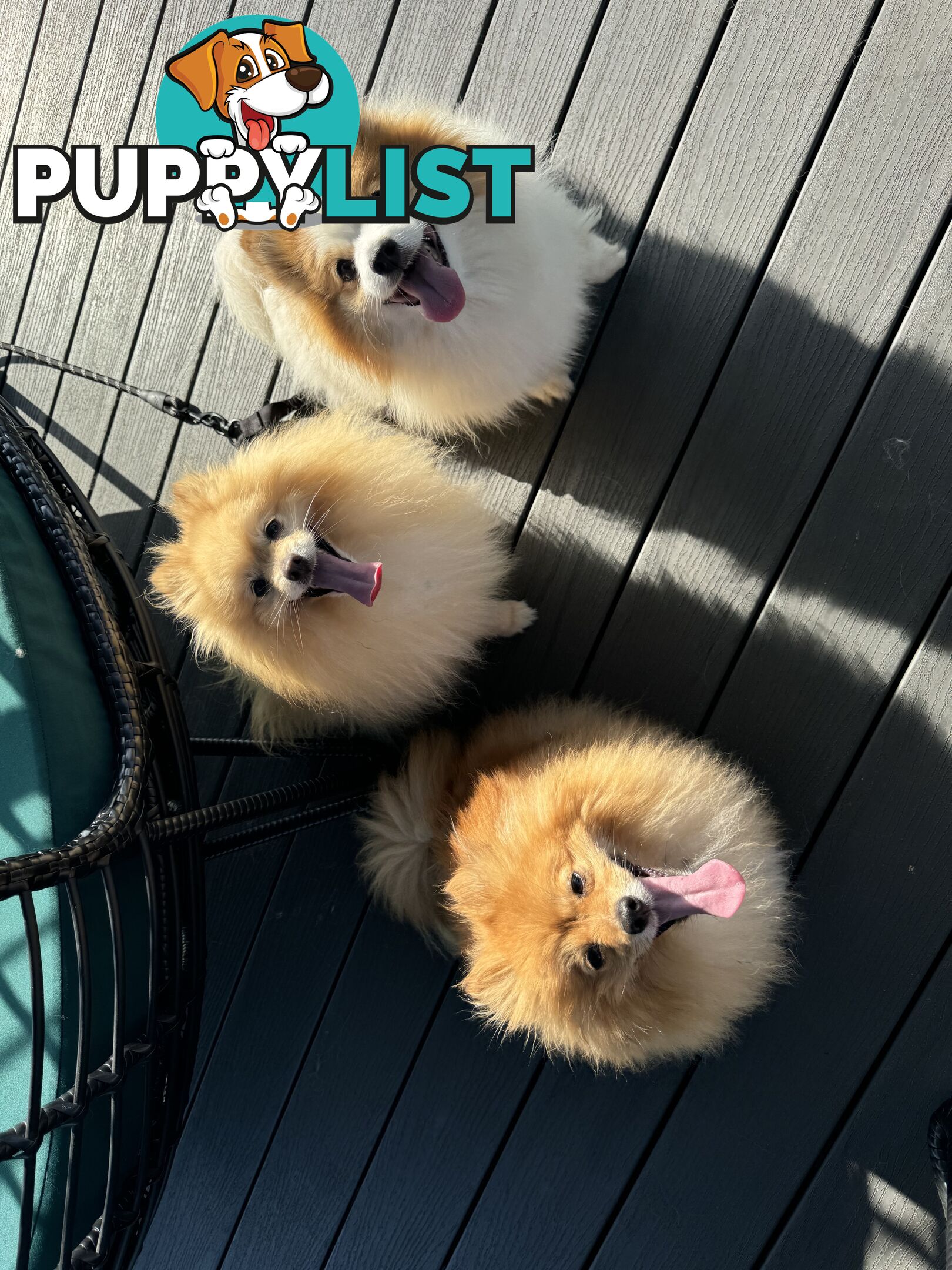 Purebred Pomeranian puppies for loving home