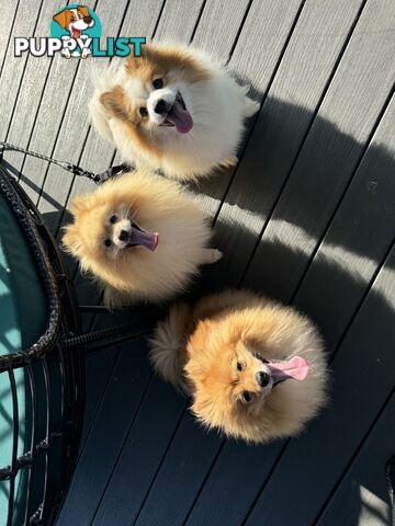 Purebred Pomeranian puppies for loving home