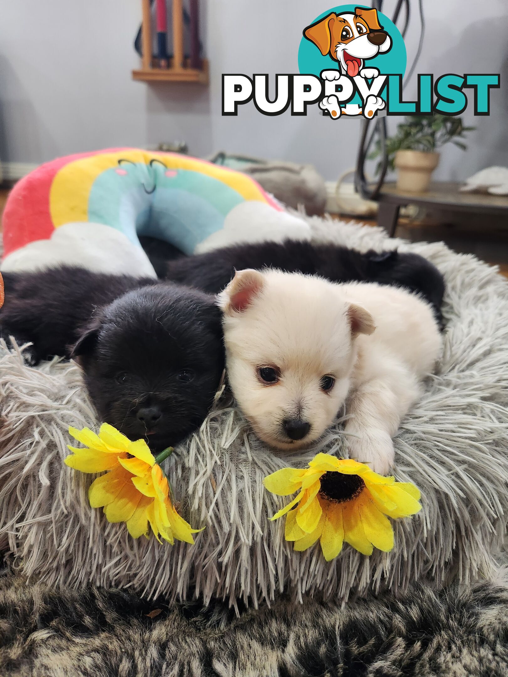 Pure bred Pomeranian spitz puppies