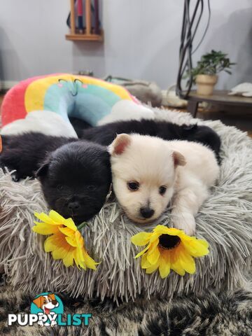 Pure bred Pomeranian spitz puppies