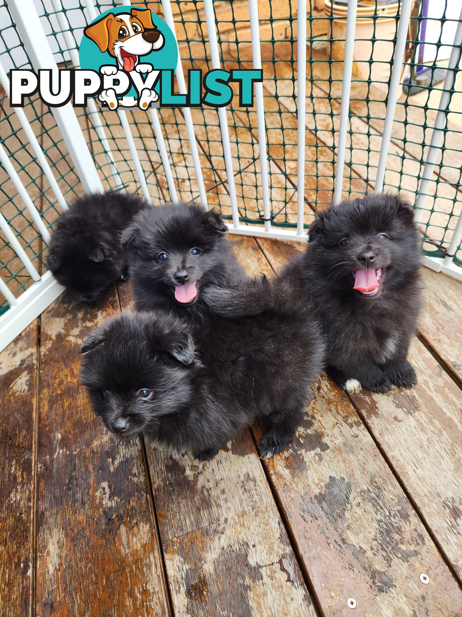 Pure bred Pomeranian spitz puppies