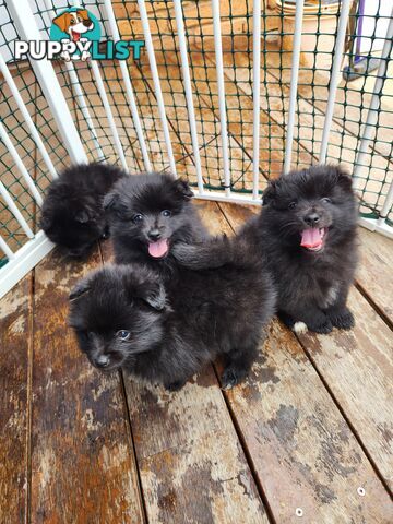 Pure bred Pomeranian spitz puppies