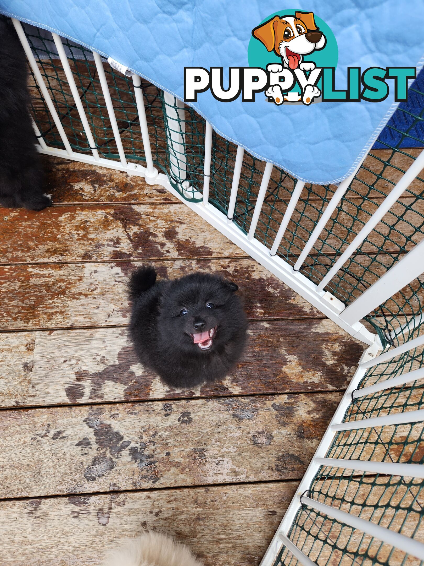 Pure bred Pomeranian spitz puppies