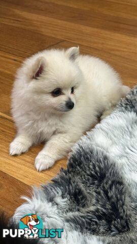 Pomeranian puppies