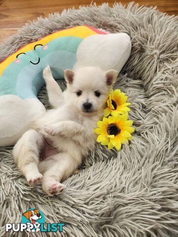 Pure bred Pomeranian spitz puppies