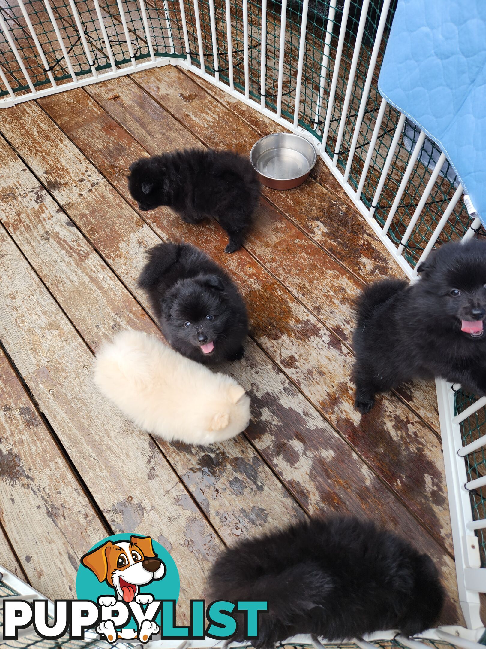 Pure bred Pomeranian spitz puppies