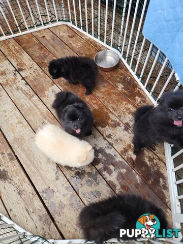 Pure bred Pomeranian spitz puppies