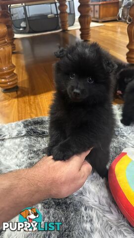 Pomeranian puppies