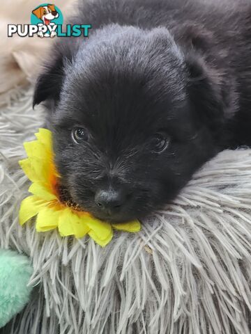 Pure bred Pomeranian spitz puppies