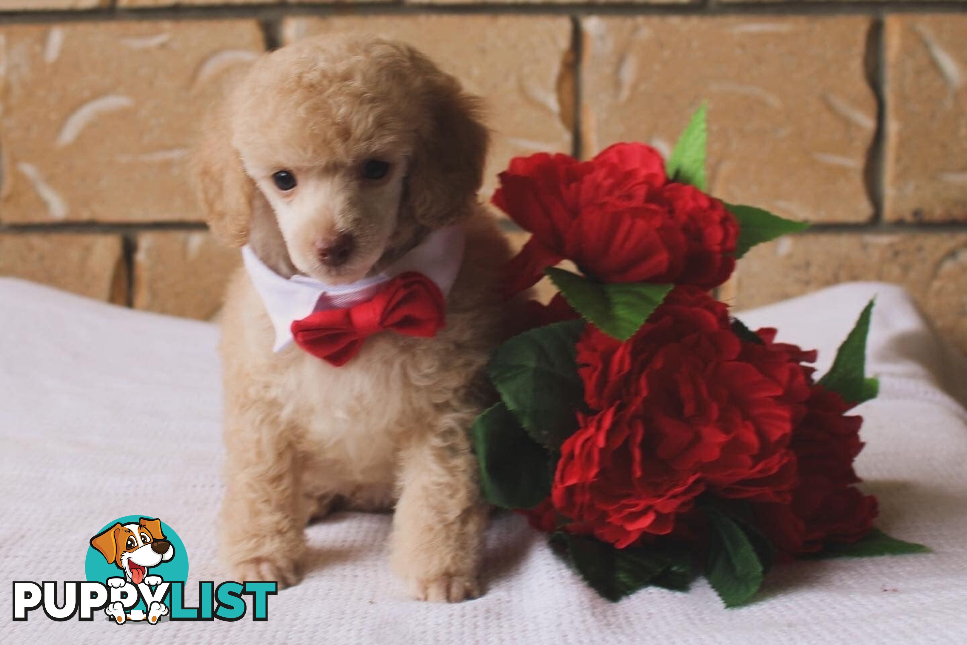 Toy poodle