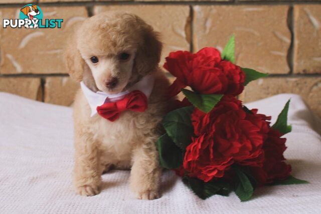 Toy poodle