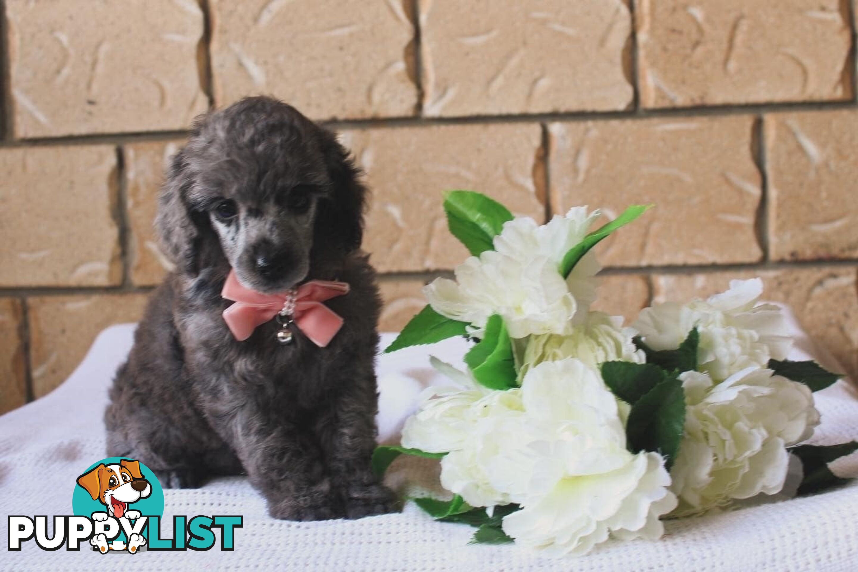 Toy poodle