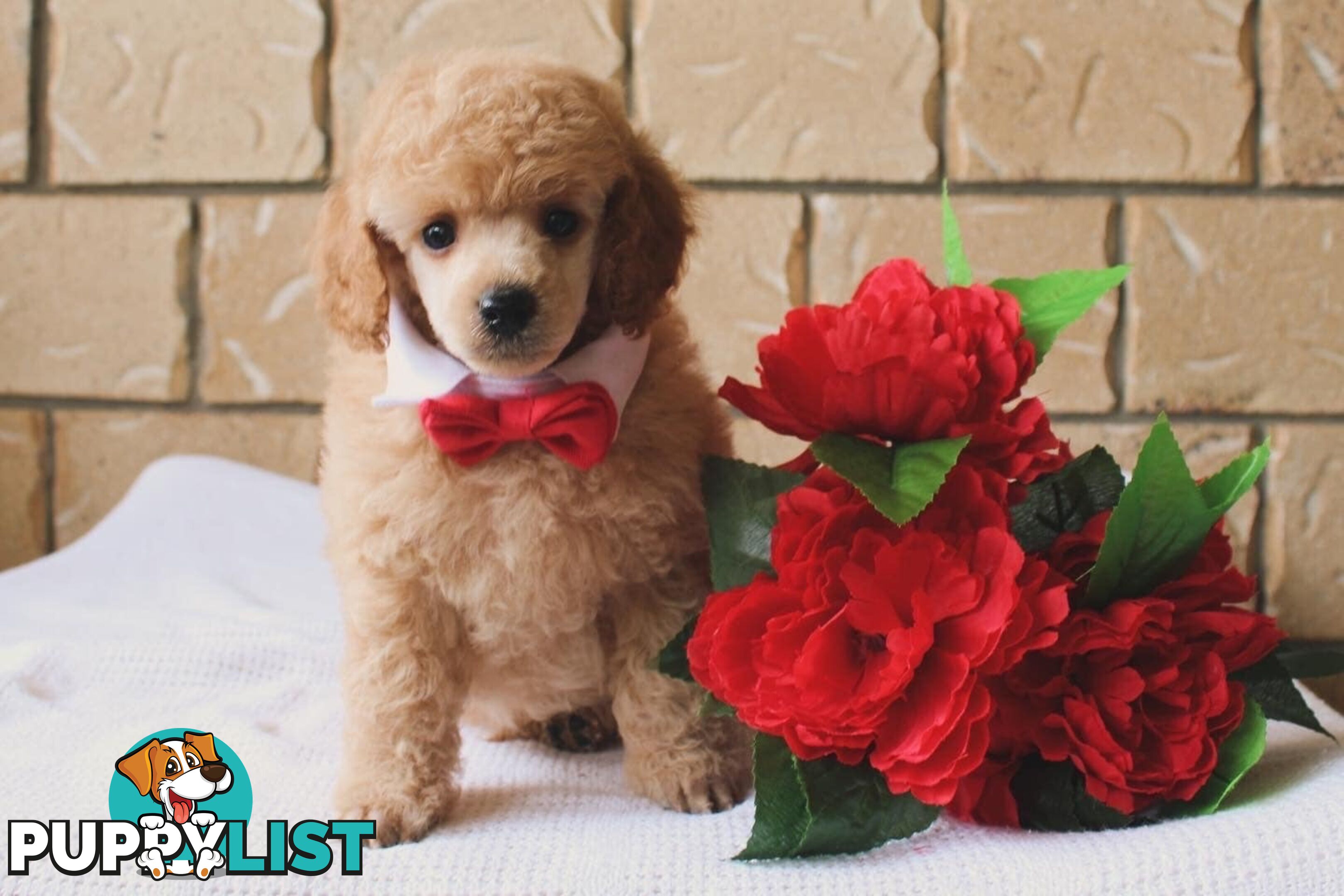 Toy poodle