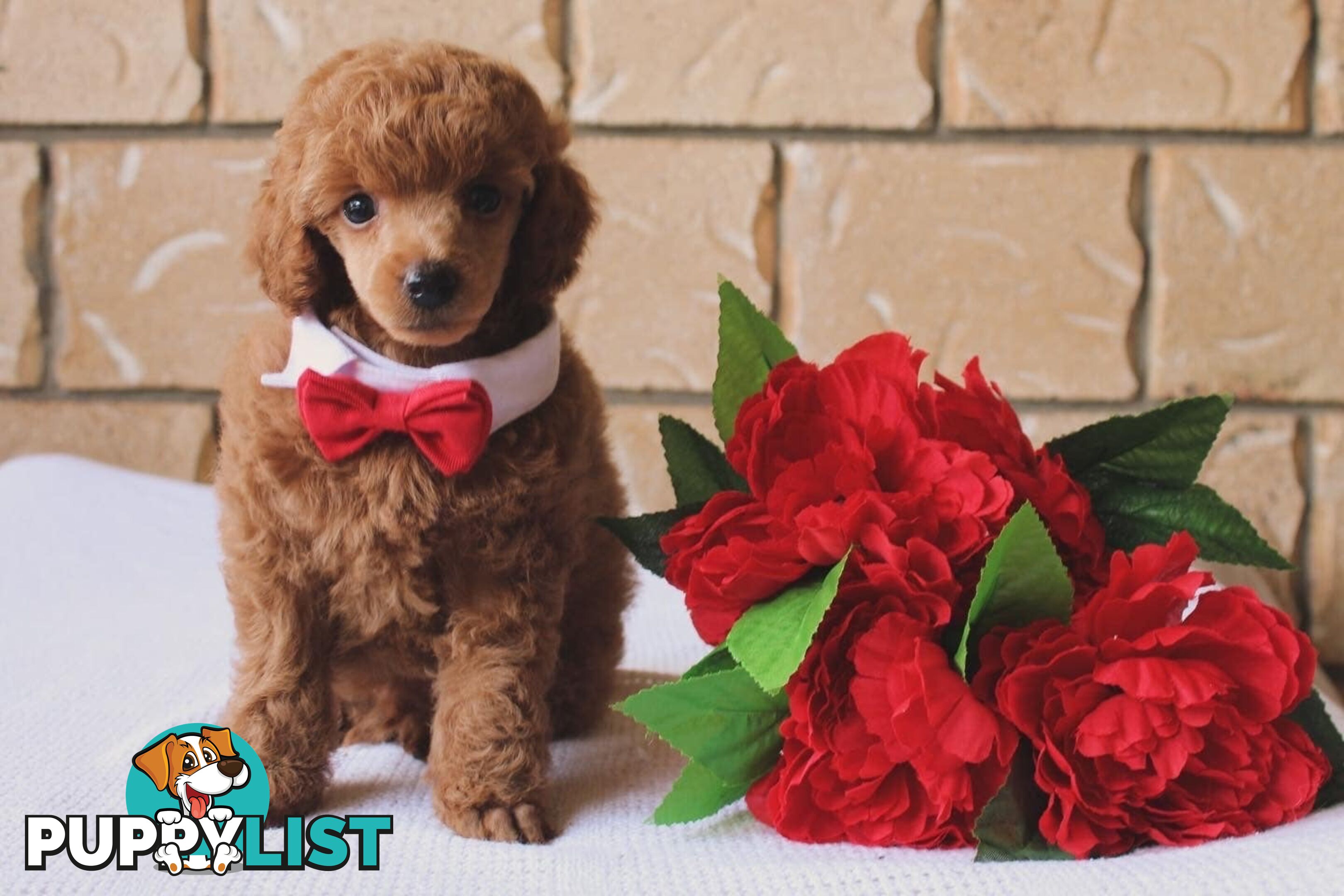 Toy poodle