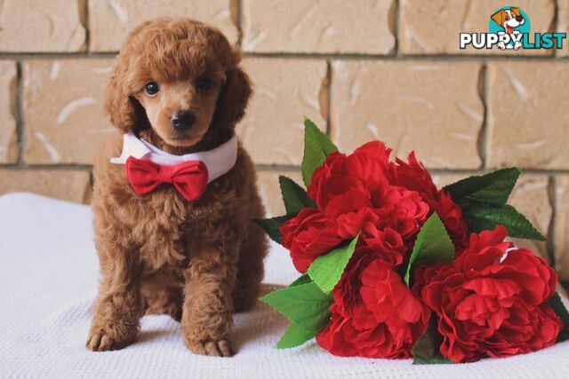 Toy poodle