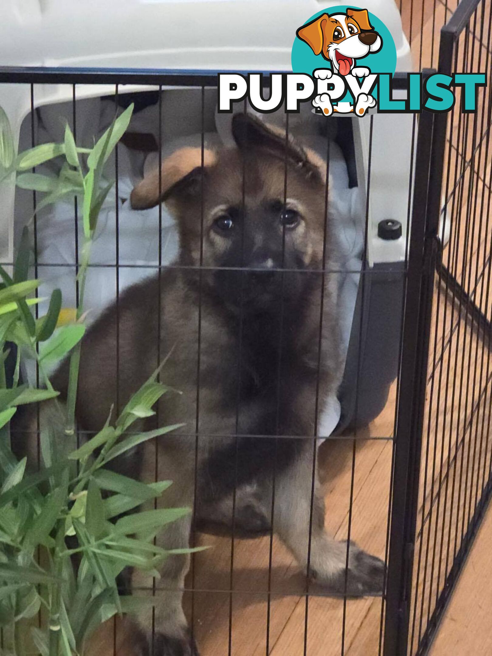 Purebred East German Shepherd DDR Puppy