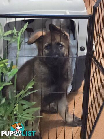 Purebred East German Shepherd DDR Puppy