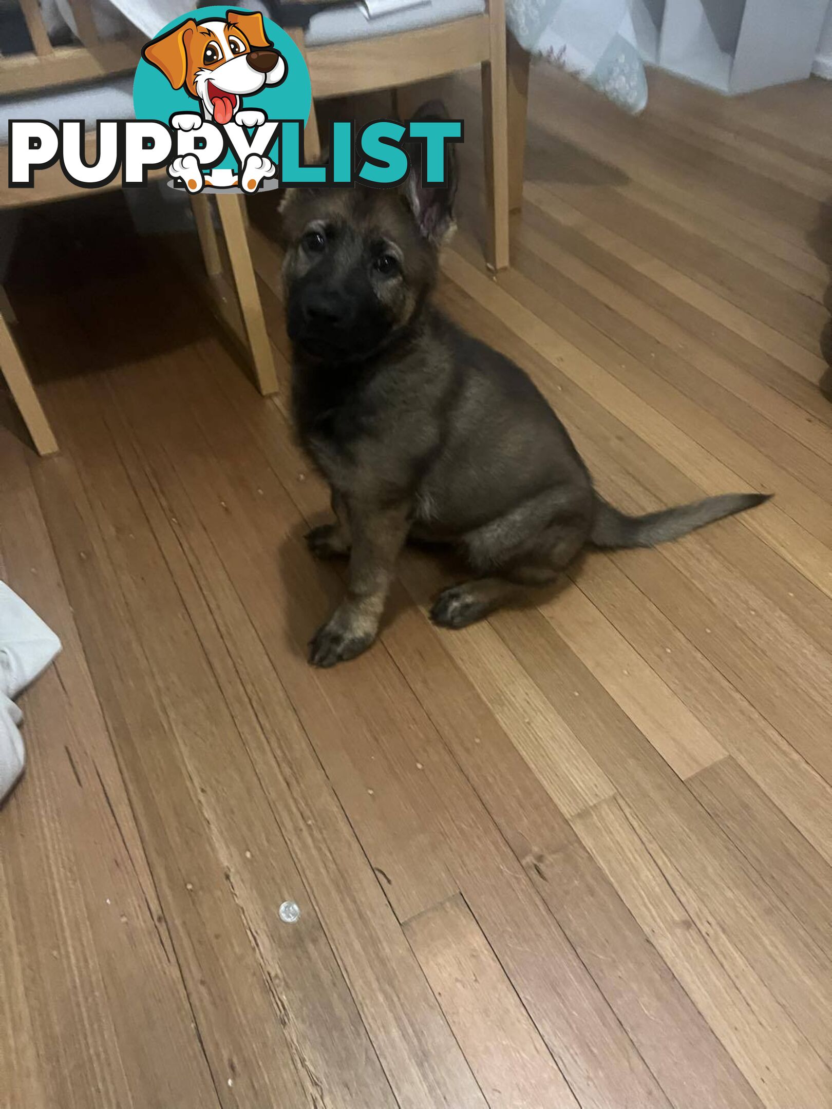 Purebred East German Shepherd DDR Puppy