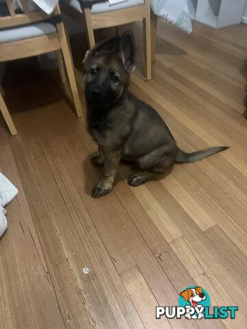 Purebred East German Shepherd DDR Puppy