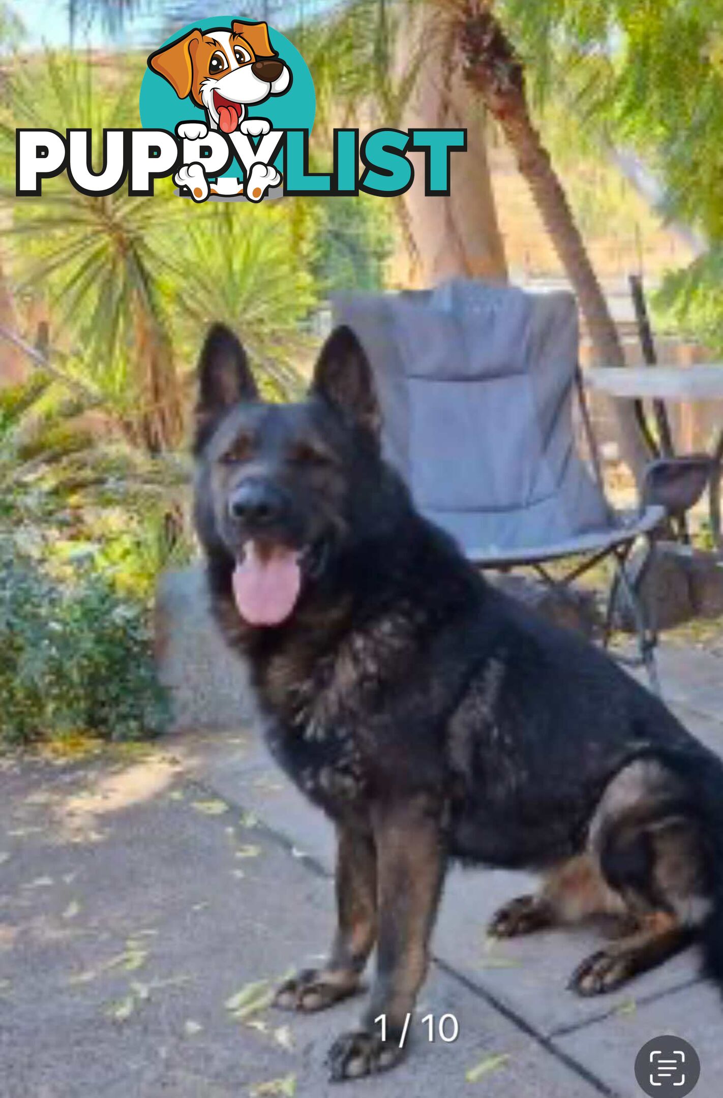 Purebred East German Shepherd DDR Puppy
