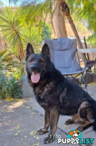 Purebred East German Shepherd DDR Puppy