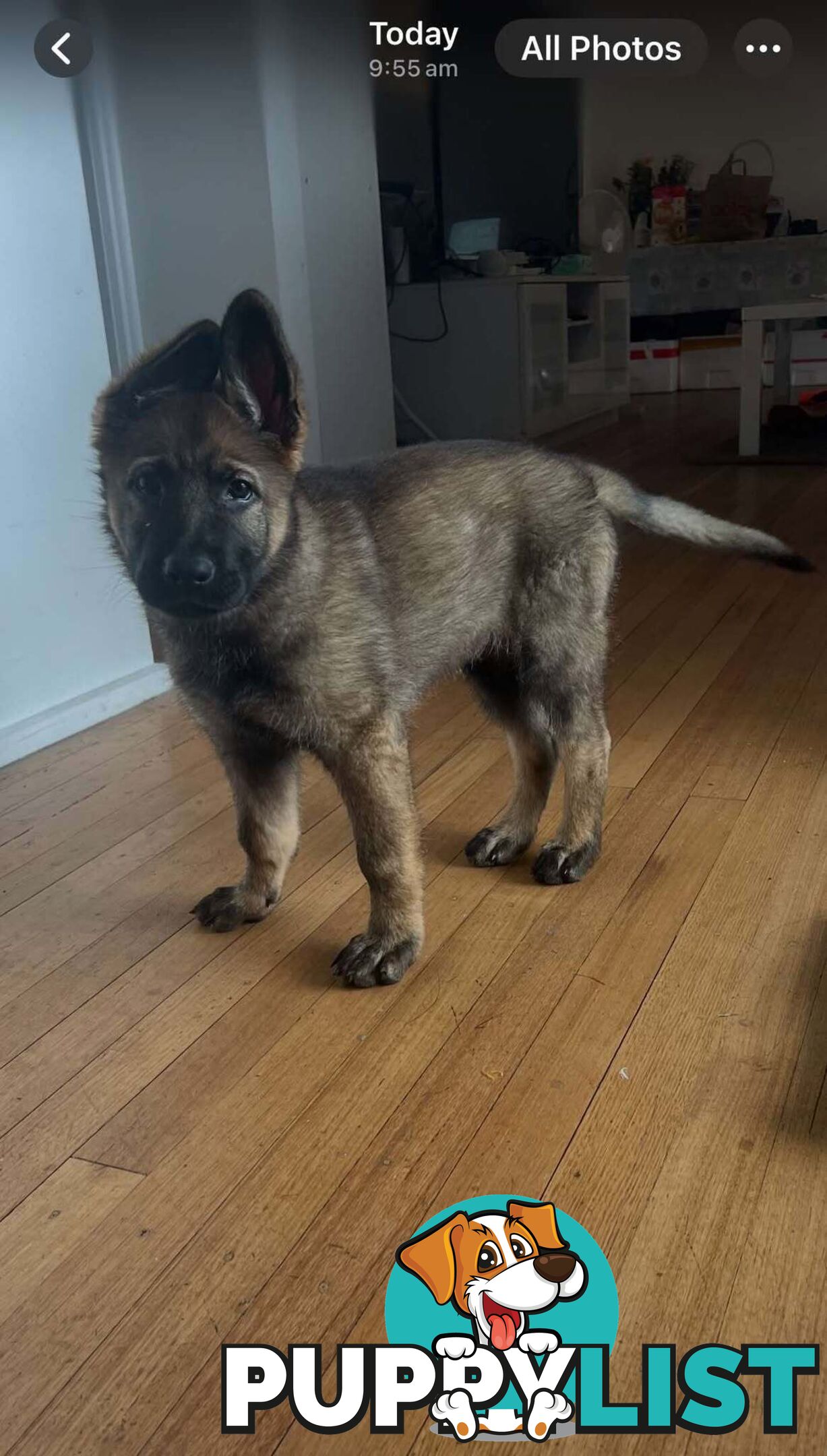 Purebred East German Shepherd DDR Puppy