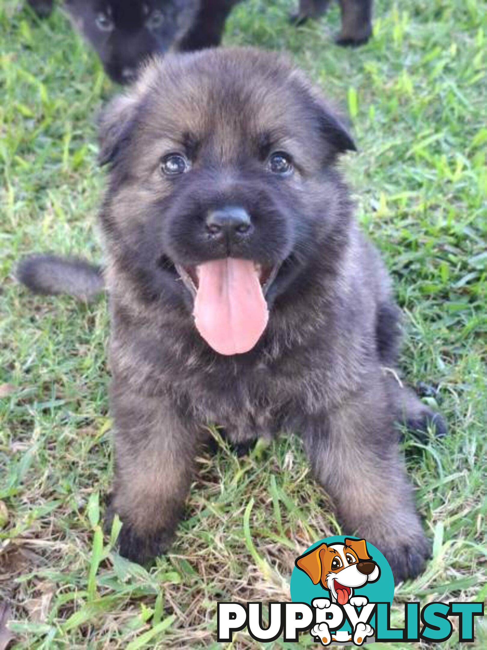 Purebred East German Shepherd DDR Puppy