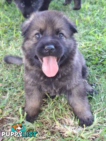 Purebred East German Shepherd DDR Puppy