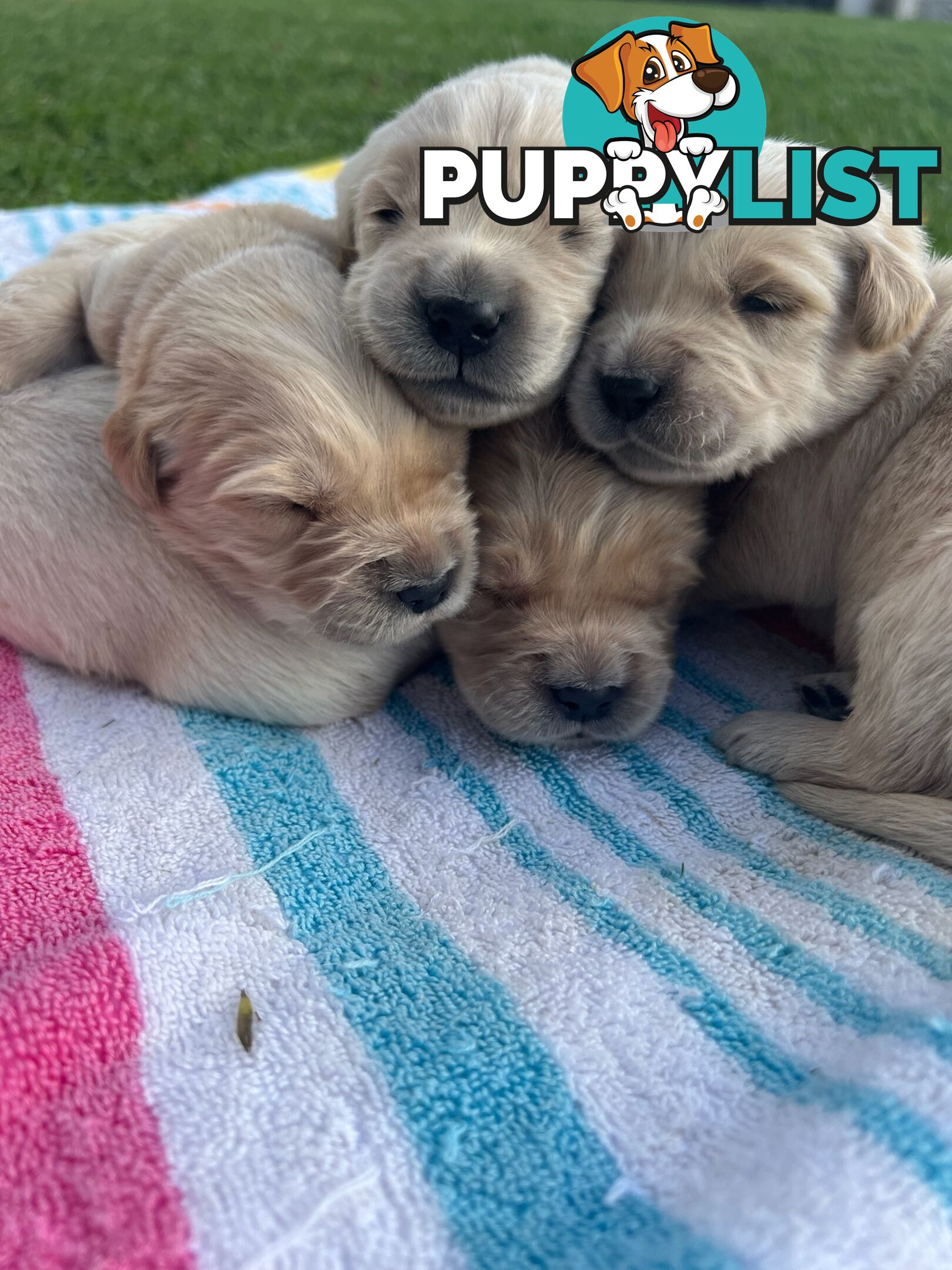 Pure breed Golden Retrievers