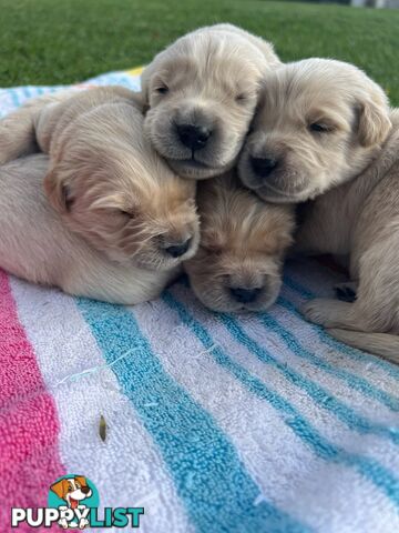 Pure breed Golden Retrievers