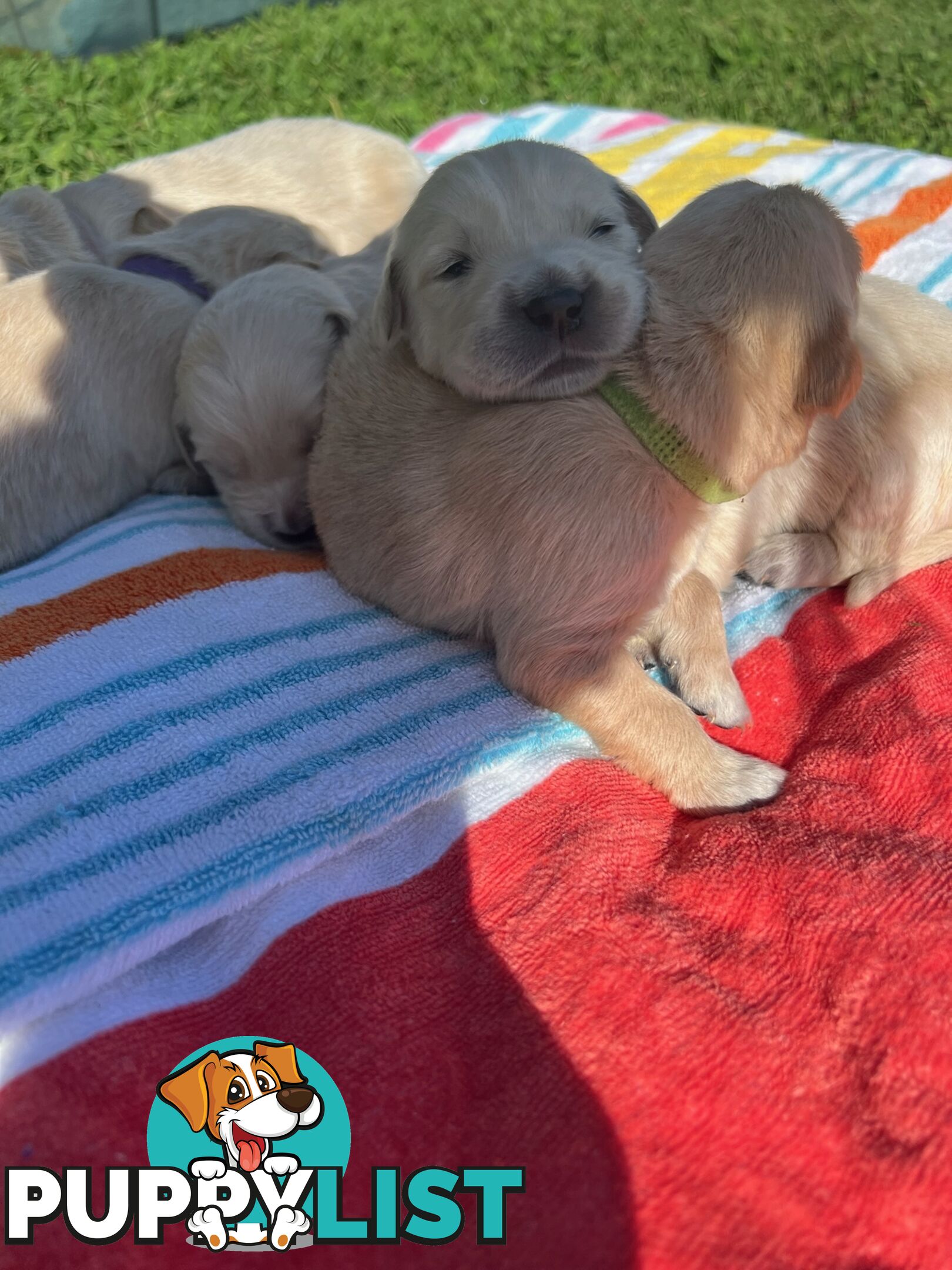 Pure breed Golden Retrievers