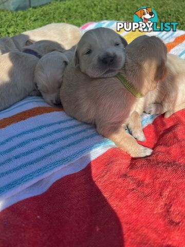 Pure breed Golden Retrievers