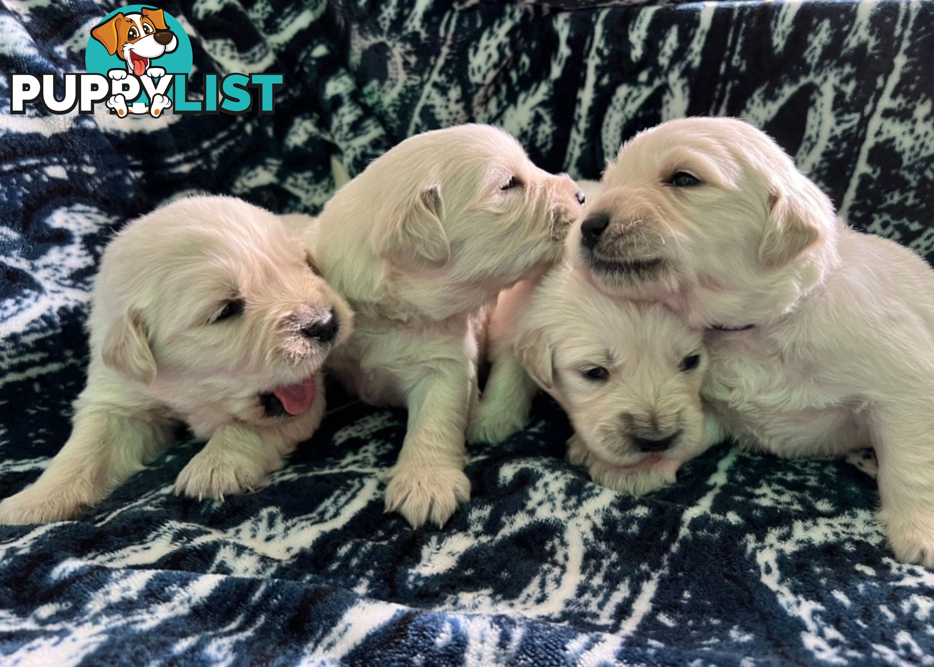 Pure breed Golden Retrievers