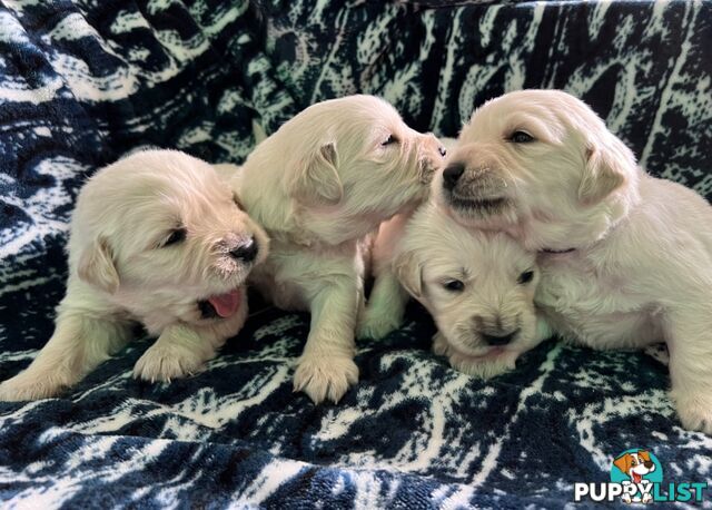 Pure breed Golden Retrievers